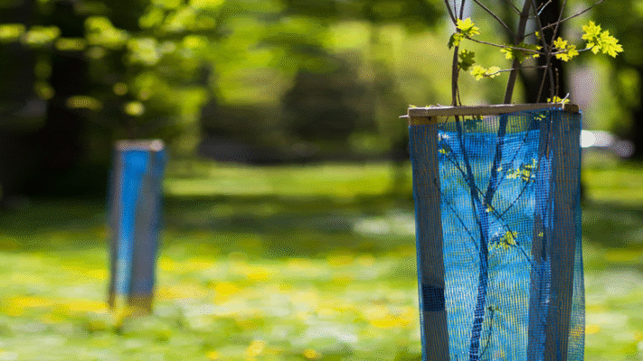 medelių apsauga žiemai