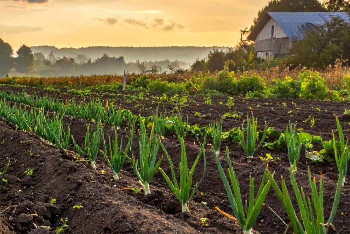 Rudeninis svogūnų sodinimas – patikimas būdas užauginti ankstyvą ir gausų derlių