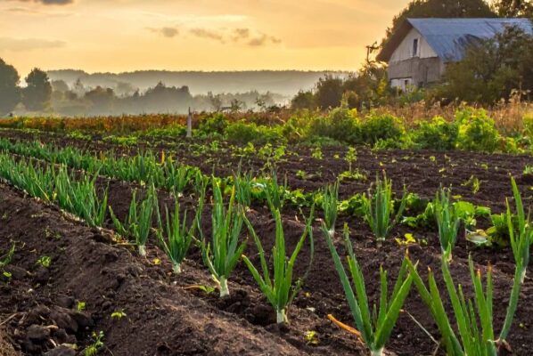 Rudeninis svogūnų sodinimas – patikimas būdas užauginti ankstyvą ir gausų derlių