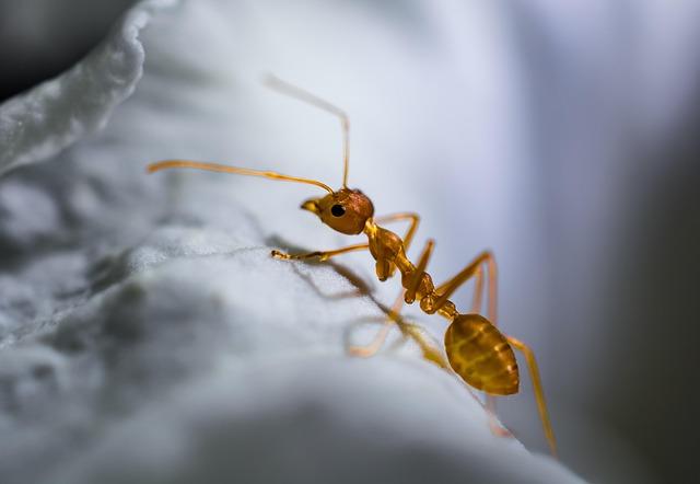 Efektyvūs ir natūralūs būdai kovoti su skruzdėmis sode: naminis mišinys ir ekologiškos priemonės
