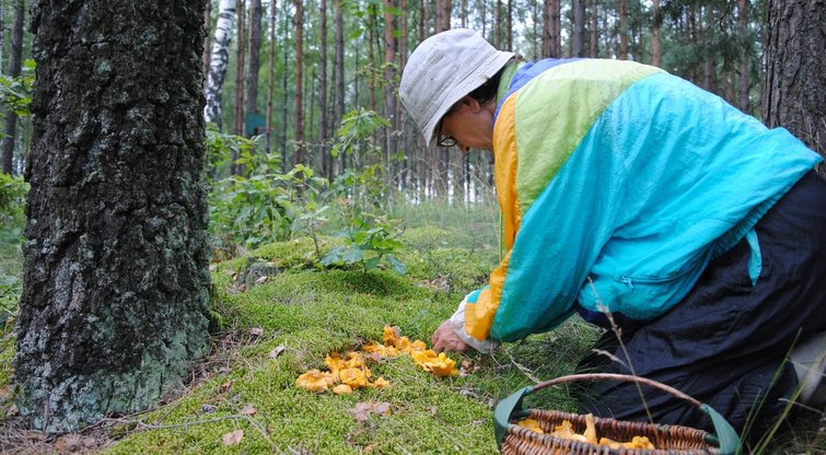Šiukštu nerinkite grybų šiose Lietuvos vietose: nesakykite, kad neįspėjo